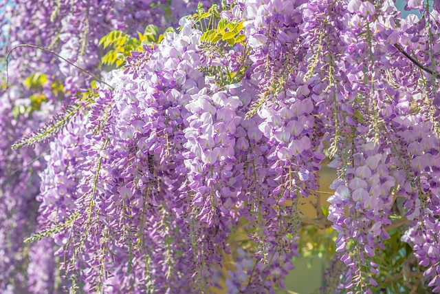 藤の花