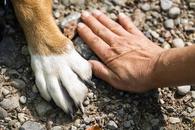 犬の手