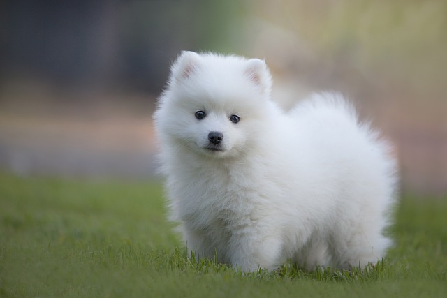 スピッツ犬のイメージ画像