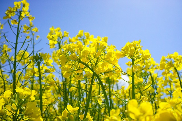 菜の花のイメージ画像